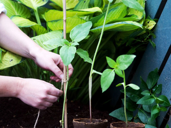 Picture 6 of Techniques for growing sunflowers in pots