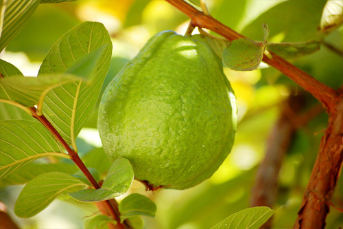 Picture 1 of Techniques for growing Taiwanese guava in simple, high-yield pots