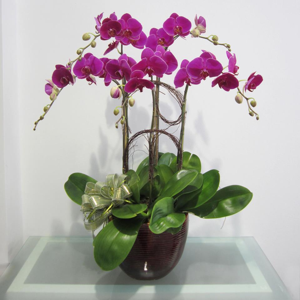 Techniques for growing the scallop orchids in pots images 1