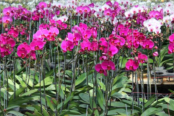 Techniques for growing the scallop orchids in pots images 2