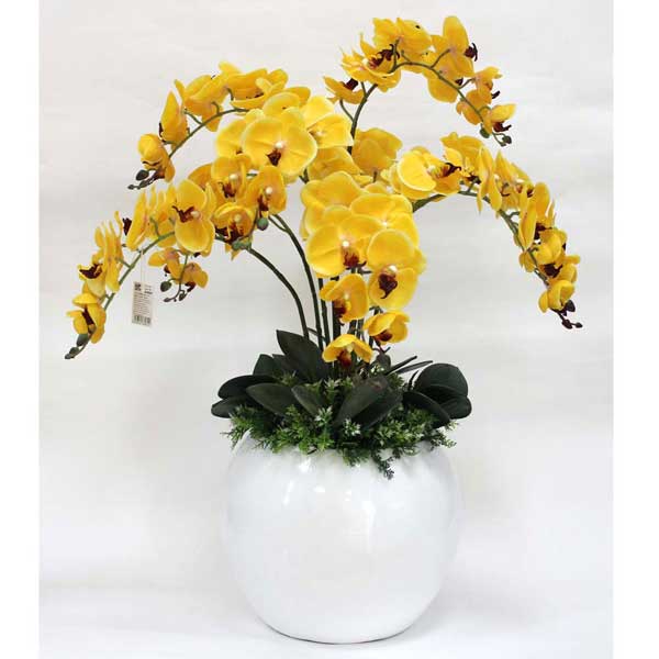 Techniques for growing the scallop orchids in pots images 4
