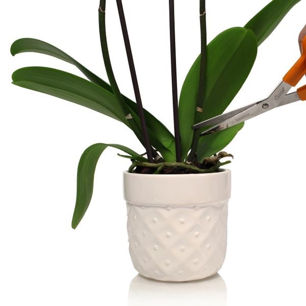 Techniques for growing the scallop orchids in pots images 5
