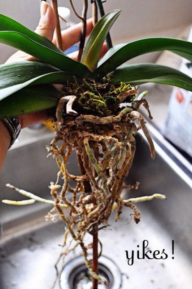 Techniques for growing the scallop orchids in pots images 6