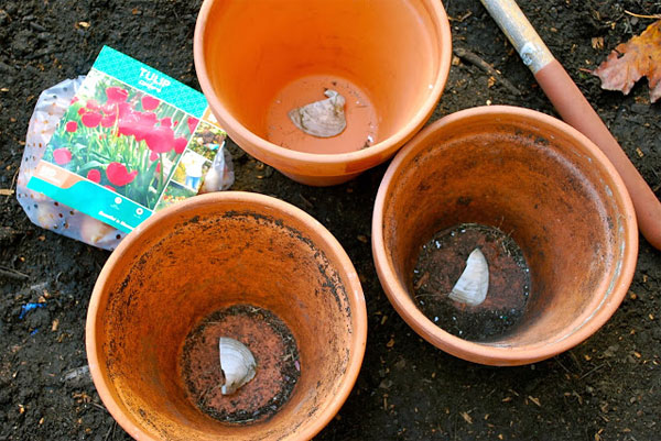 Picture 3 of Techniques for growing tulips in the home