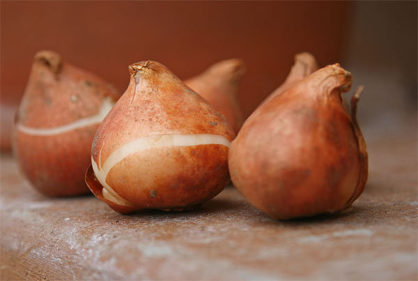 Picture 4 of Techniques for growing tulips in the home