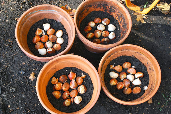 Picture 5 of Techniques for growing tulips in the home