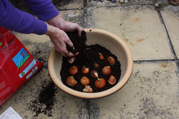 Picture 6 of Techniques for growing tulips in the home