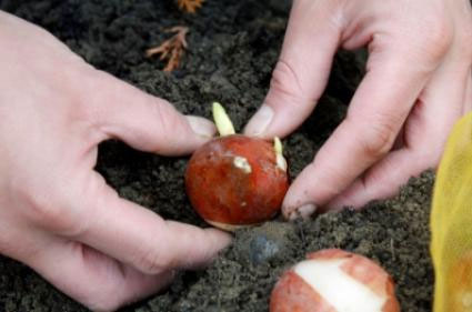 Picture 7 of Techniques for growing tulips in the home