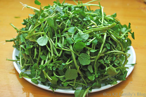 Picture 3 of Techniques for growing watercress in foam containers
