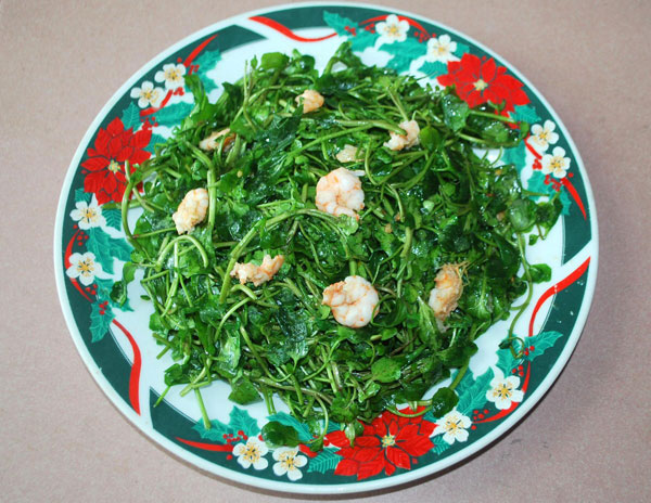 Picture 4 of Techniques for growing watercress in foam containers
