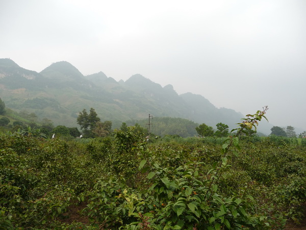 Picture 2 of Techniques for planting black radish trees give high economic efficiency