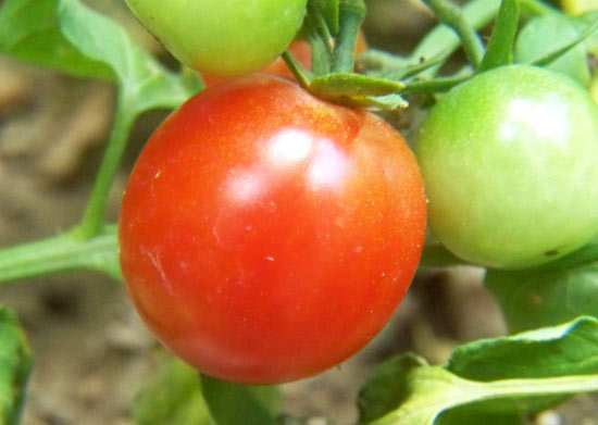 Picture 1 of Techniques for planting off-season grafted tomatoes in the Red River Delta