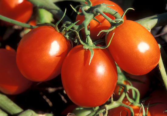 Picture 2 of Techniques for planting off-season grafted tomatoes in the Red River Delta