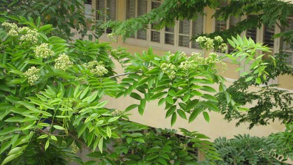 Picture 4 of Techniques for planting rare and precious milk plants