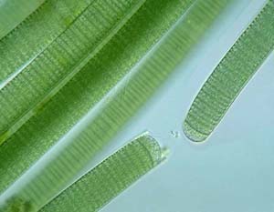 Picture 2 of Techniques for raising bamboo shoots