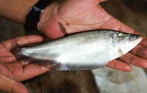 Picture 2 of Techniques for raising fish in slices