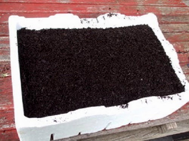 Picture 6 of Techniques of growing clean vegetables in simple foam pots at home