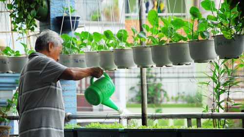 Picture 7 of Techniques of growing clean vegetables in simple foam pots at home