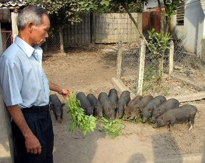 Picture 1 of Techniques of raising pure boar