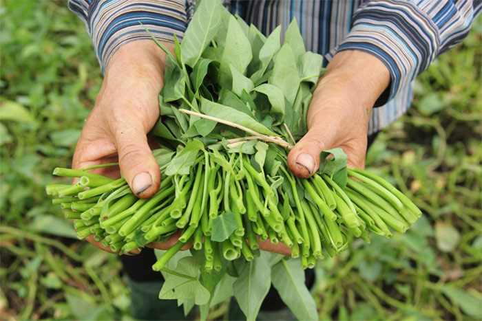 Picture 2 of Techniques to grow clean spinach in foam containers at home