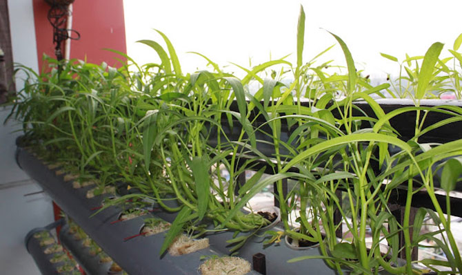 Picture 3 of Techniques to grow clean spinach in foam containers at home