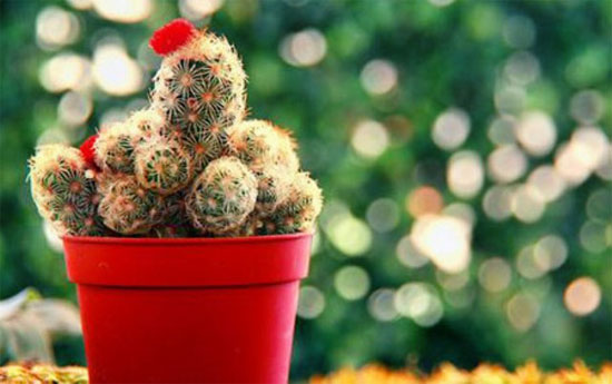 Picture 2 of Techniques to plant and care for cacti