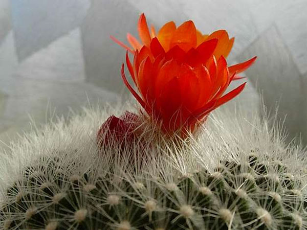 Picture 3 of Techniques to plant and care for cacti