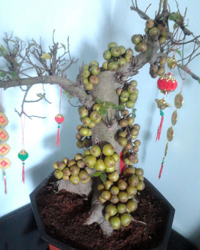 Picture 1 of Techniques to plant and care for ornamental figs