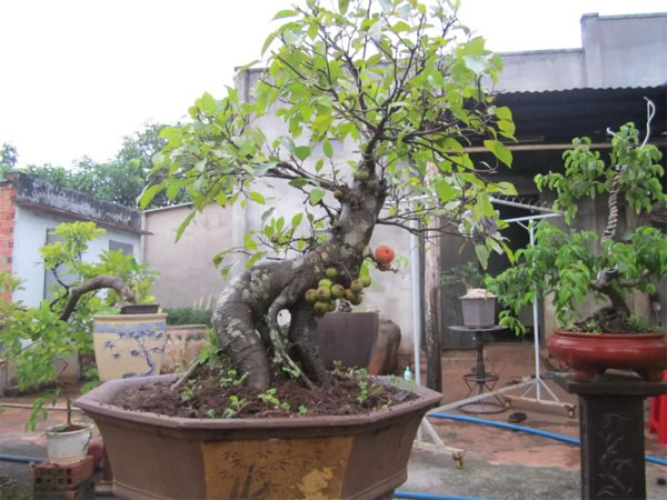 Picture 2 of Techniques to plant and care for ornamental figs