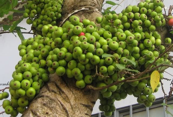 Picture 3 of Techniques to plant and care for ornamental figs
