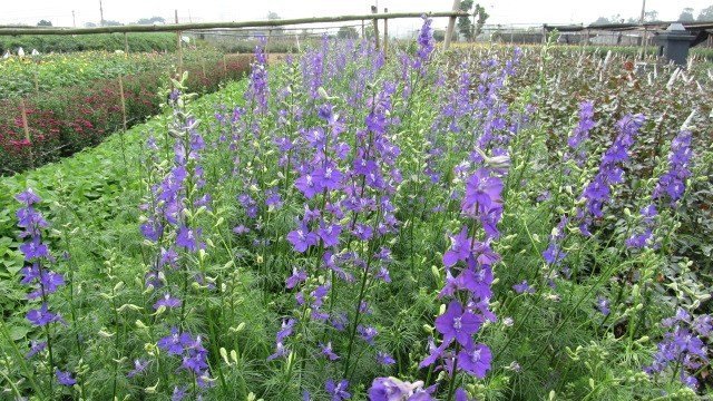 Picture 1 of Techniques to plant violet blooming flowers right on Tet occasion are just a few simple steps