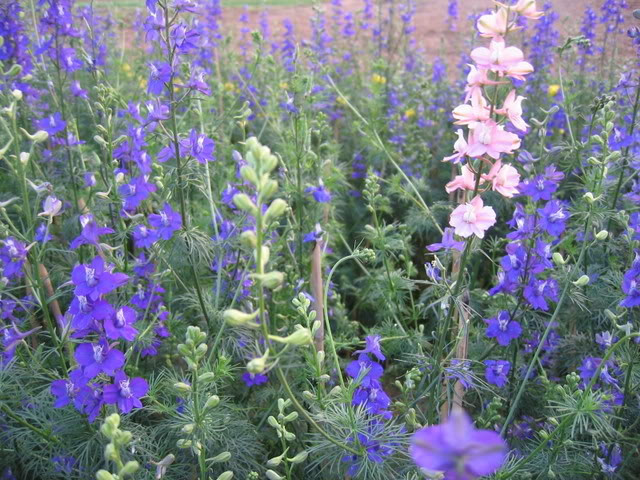 Picture 2 of Techniques to plant violet blooming flowers right on Tet occasion are just a few simple steps