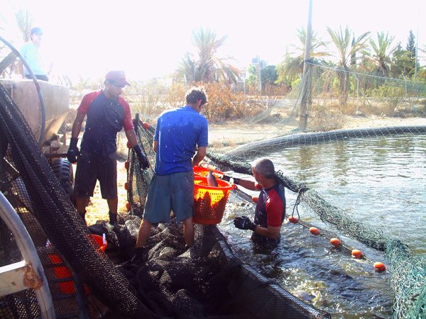 Picture 2 of Technology for raising fish in the desert reaches high productivity of Israel
