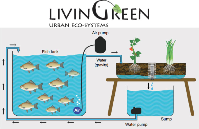 Picture 3 of Technology for raising fish in the desert reaches high productivity of Israel