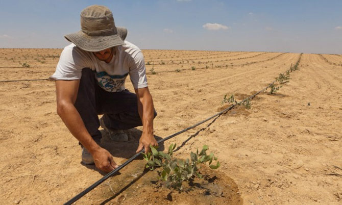 Picture 4 of Technology for raising fish in the desert reaches high productivity of Israel