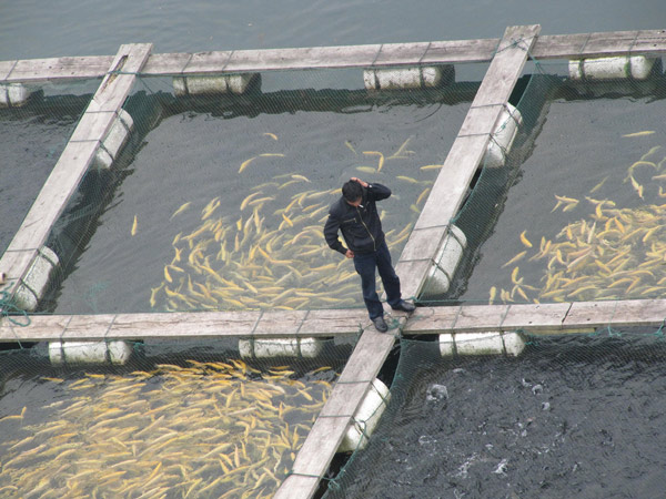 Picture 5 of Technology for raising fish in the desert reaches high productivity of Israel