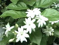 Picture 1 of Technology of extracting jasmine essential oil and applying in tea industry