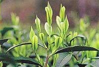 Picture 2 of Technology of extracting jasmine essential oil and applying in tea industry