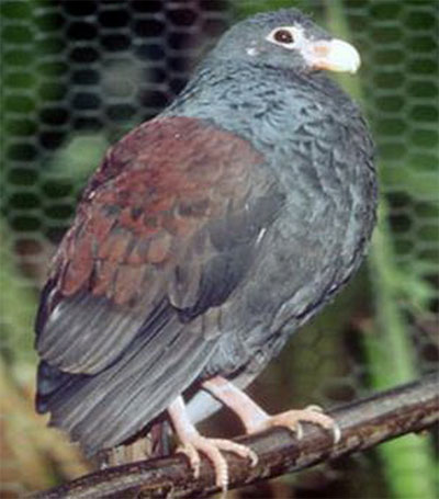 Picture 10 of Ten animals need emergency protection in 2014