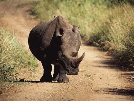 Picture 3 of Ten animals need emergency protection in 2014