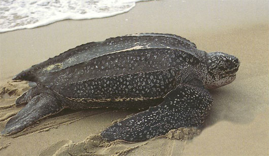 Picture 7 of Ten animals need emergency protection in 2014