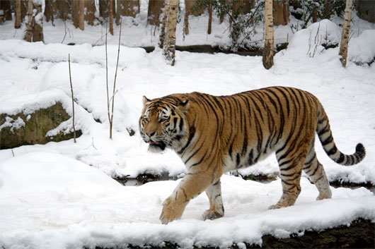 Picture 8 of Ten animals need emergency protection in 2014