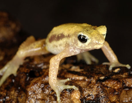 Picture 1 of Tens of thousands of species may disappear