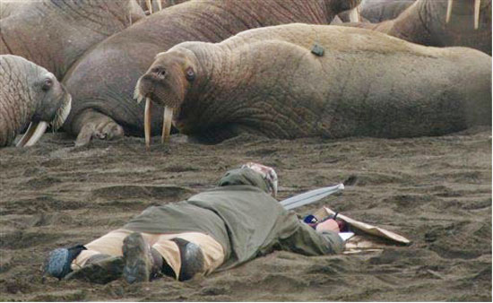 Picture 2 of Tens of thousands of walruses lined up on the Alaskan coast