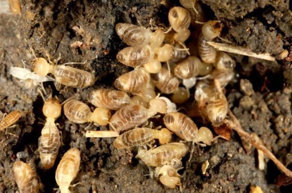 Picture 1 of Termites do not necessarily have to reproduce sexually