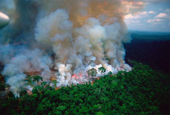 Picture 3 of Terrible consequences of the Amazon forest fire