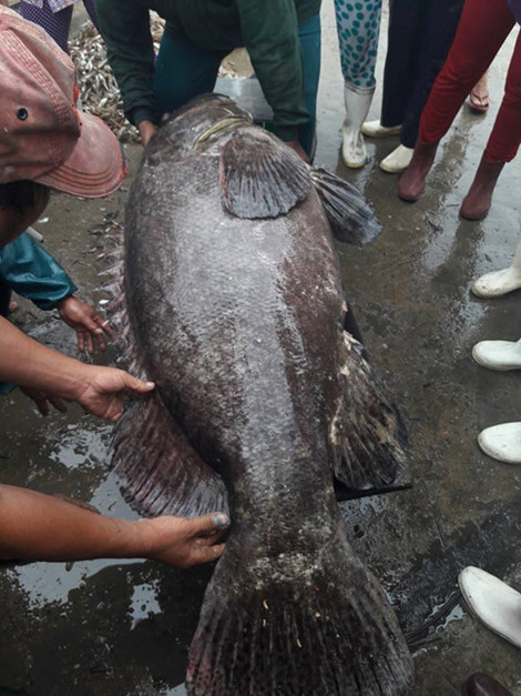 Picture 6 of Terrible creatures once stuck with Vietnamese fishermen