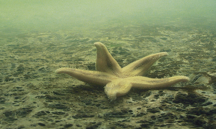 Picture 1 of Terrible data about dead seas on the oceans