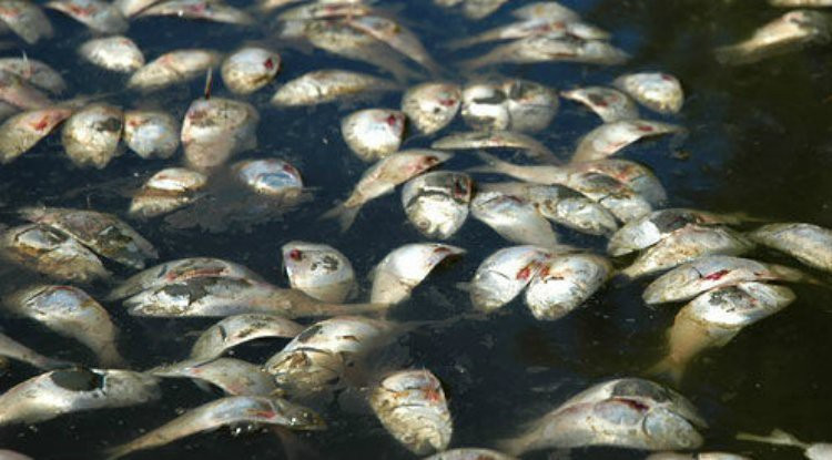 Picture 2 of Terrible data about dead seas on the oceans