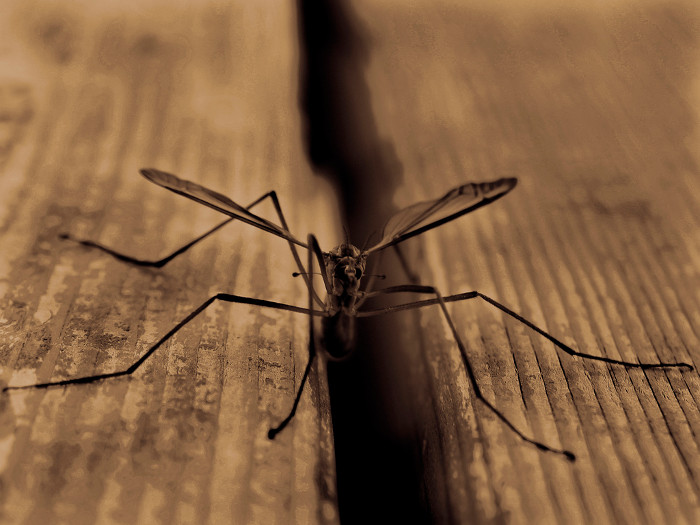 Picture 1 of Terrible diseases spread by mosquitoes